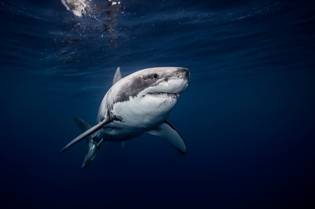 Underwater view of white shark swimming in blue sea, Sinaloa, Mexico